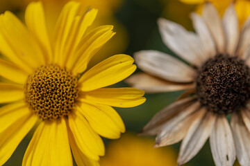 Yellow daisy flowers meadow field in garden, day light, old and fresh.