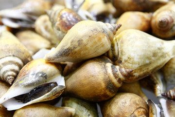 Conch is a common name that is applied to a number of different medium to large-sized shells. 