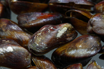 Clams have two shells of equal size connected by two adductor muscles and have a powerful burrowing foot.
