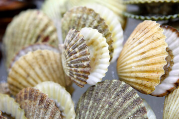 Clams have two shells of equal size connected by two adductor muscles and have a powerful burrowing foot.