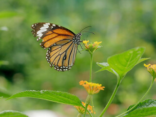Fototapeta na wymiar Natural photo: butterfly at the Botanic Garden (Vietnam)