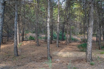 Mediterranean pine forest in the Murcia region. Spain