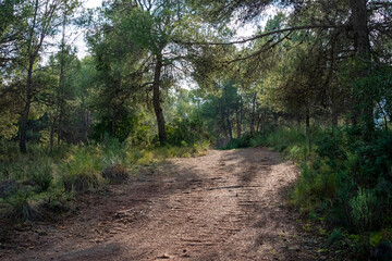 Fototapeta premium Path through pine forest in the region of Murcia. Spain