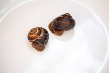 Large snails lying on a white plate. Burgudian edible snail. Cuisine and preparation of delicacies.