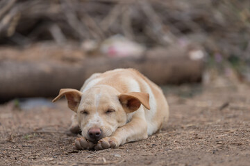 The puppy sleeps on the ground, waiting for the owner