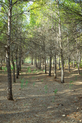 Fototapeta premium Mediterranean pine forest in the Murcia region. Spain
