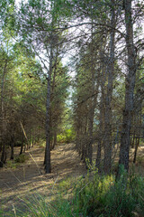 Mediterranean pine forest in the Murcia region. Spain