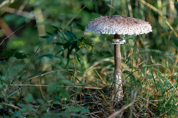 Parasol mushroom Macrolepiota Procera growing on grassy forest floor 