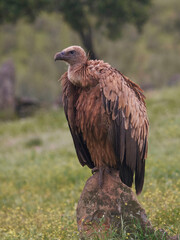 Griffon vulture (Gyps fulvus) in its natural enviroment