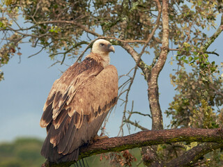 Griffon vulture (Gyps fulvus) in its natural enviroment
