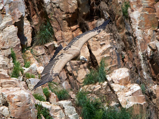 Griffon vulture (Gyps fulvus) in its natural enviroment