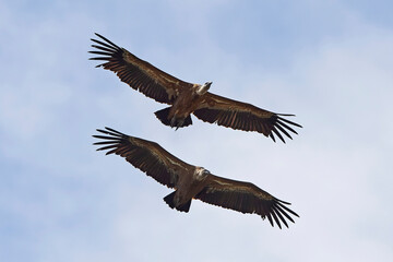 Griffon vulture (Gyps fulvus) in its natural enviroment