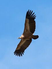Griffon vulture (Gyps fulvus) in its natural enviroment