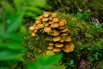 mushrooms in the forest