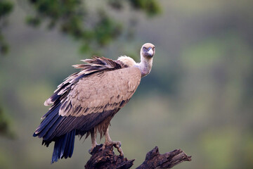Griffon vulture (Gyps fulvus) in its natural enviroment