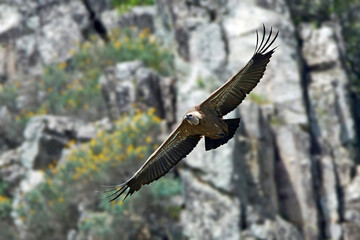 Griffon vulture (Gyps fulvus) in its natural enviroment