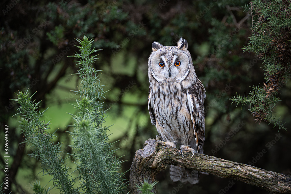 Poster A full length portrait of a long eared owl perched on a branch. It is facing forward with its orange eyes wide open and staring
