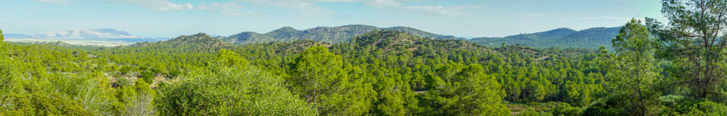Fototapeta na wymiar Panoramic landscape of Mediterranean pine forest in the region of Murcia. Spain.-