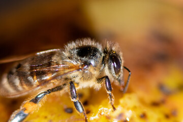 Honey bee on a yellow background, macro close-up.