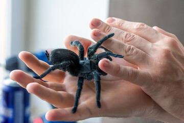 Spider in hand. Big spider crawls on the palms of a person. Large tarantula close-up.
