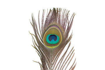 Obraz premium Beautiful peacock feathers on white background