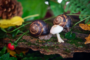 Large snails crawling along the bark of a tree. Burgudian, grape or Roman edible snail from the Helicidae family.