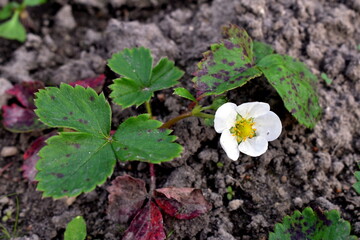 white flower in the garden