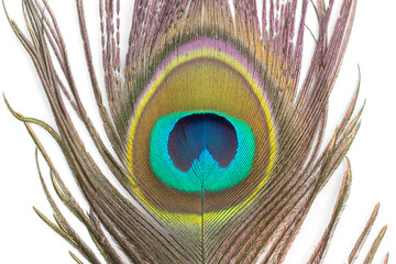 Beautiful peacock feathers on white background