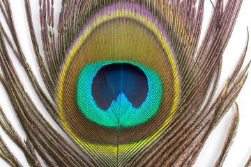 Naklejka premium Beautiful peacock feathers on white background
