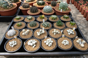 Varieties of cactus and succulent grow in the garden near BKK,Thailand.