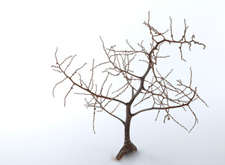 Fototapeta na wymiar dry branch of tree