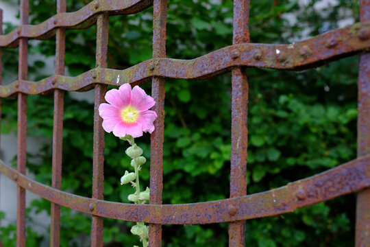 Alter Gartenzaum mit Blume