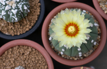 Fototapeta na wymiar Colorful Cactus flowers blossom in the garden. 