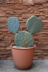 Varieties of cactus and succulent grow in the garden near BKK,Thailand.