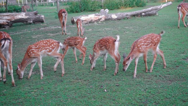 flock of deer eat grass on the lawn