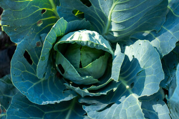 Fototapeta premium Raw fresh green cabbage texture and background, top view over dark background.