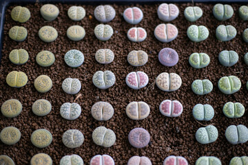 Varieties of cactus and succulent grow in the garden near BKK,Thailand.