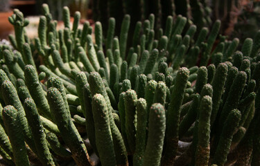 Varieties of cactus and succulent grow in the garden near BKK,Thailand.