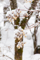 植物の葉の上に降り積もっていく雪