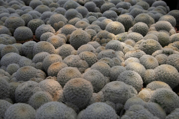 Varieties of cactus and succulent grow in the garden near BKK,Thailand.