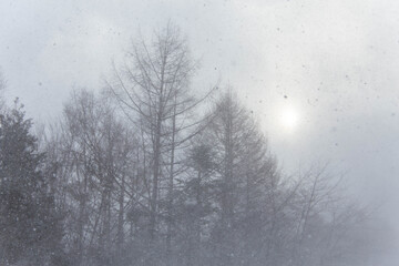 吹雪で霞む太陽と林