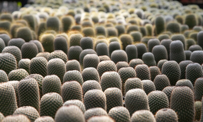 Varieties of cactus and succulent grow in the garden near BKK,Thailand.