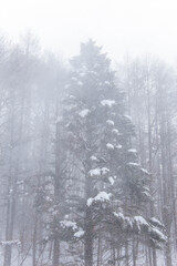 大きな針葉樹に積もる雪