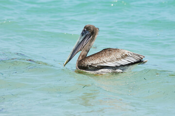 Beautiful pelican looking for fish to eat in the sea