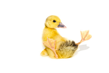 NewBorn little Cute yellow duckling isolated on white.