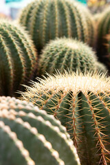 Varieties of cactus and succulent grow in the garden near BKK,Thailand.