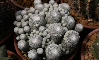 Varieties of cactus and succulent grow in the garden near BKK,Thailand.