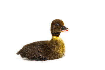 NewBorn little Cute brown or black duckling isolated on white.