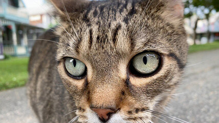 European shorthair cat in suburban street close up