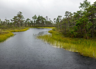 Fototapeta na wymiar Rainy and gloomy day in the bog, texture of raindrops on the surface of a dark bog lake, wet trees, grass and bog moss, foggy and rainy background